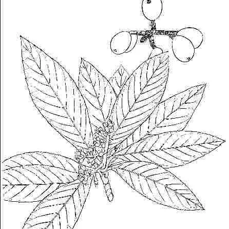 thumbnail for publication: Eriobotrya japonica 'Variegata': 'Variegata' Loquat